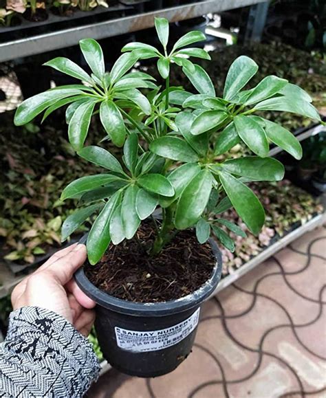 CAPPL Green Schefflera Indoor Plant With Plastic Pot (5 Gram Fertilizer ...