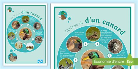 Affiche sur le cycle de vie d'un canard (teacher made)