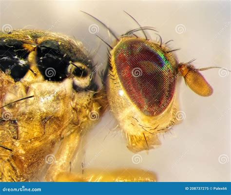 Mediterranean Fruit Fly or Medfly (Ceratitis Capitata) Stock Image - Image of infection, control ...