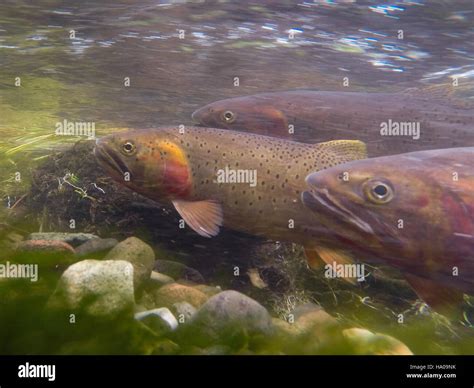 Yellowstone National Park is home to the native cutthroat trout, a key ...