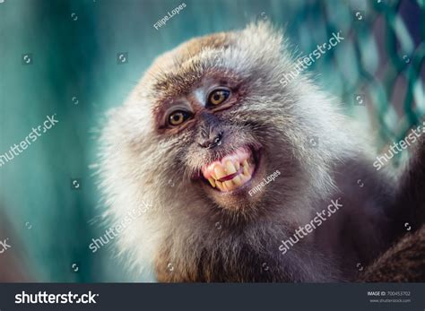 Image result for Monkey Smiling