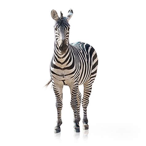 Image result for Zebra Front View