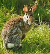 Image result for Different Rabbits