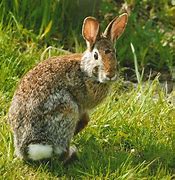 Image result for Wild Domestic Rabbits