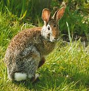 Image result for African Rabbit