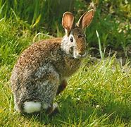 Image result for Wild Bunny Rabbit