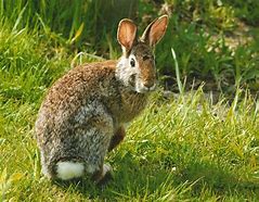 Image result for Famous Rabbits