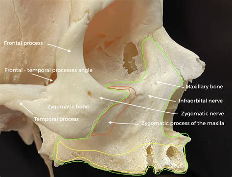 Zygomatic Bone Maxillary Process