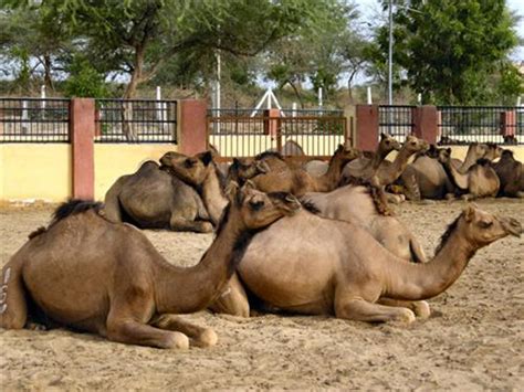 Camel Research Farm in Bikaner, Camel Farm in Bikaner