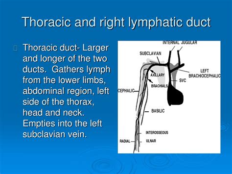 PPT - The Lymphatic System PowerPoint Presentation, free download - ID:158033