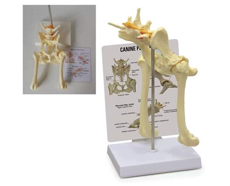 Buy tjz Canine Hip Joint Model, Life Size Flexible Anatomically ...