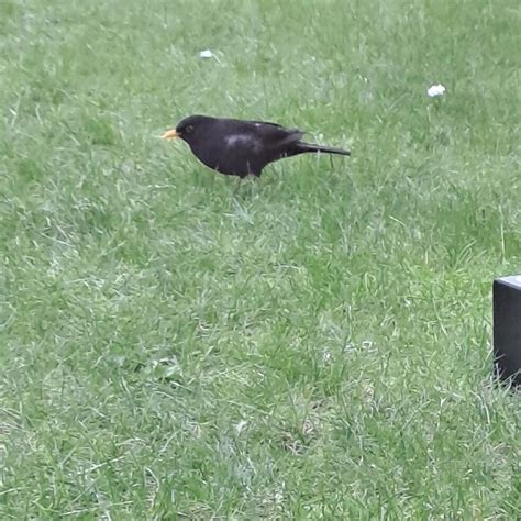 THE SCHOLAR (Edinburgh, Scotland) - Hotel Reviews, Photos, Rate ...