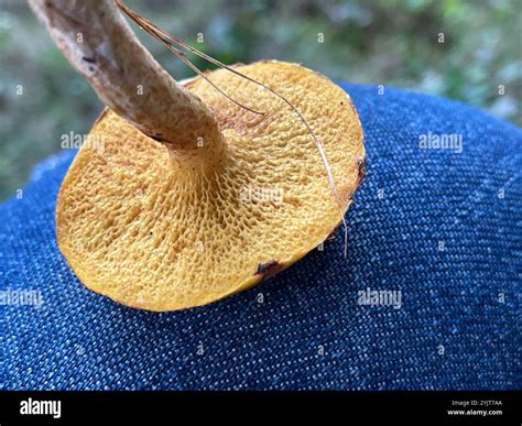 Chicken Fat Mushroom (Suillus americanus Stock Photo - Alamy