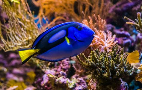 Blue Tang Fish Dory