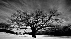 Background Images Black And White by Tree Wallpaper Black And White Pixelstalk Net Background Images Black And White