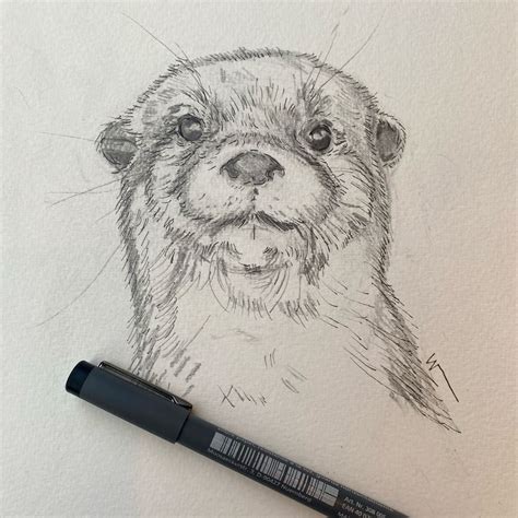 Adorable Otter Pencil Drawing