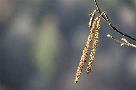 Image result for Hazelnut Tree Branch