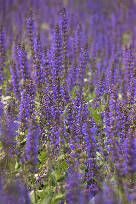 May Night Meadow Sage, Salvia x sylvestris 'May Night', Monrovia Plant