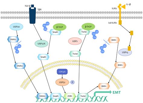 Deubiquitinases in Breast Cancer | Encyclopedia MDPI