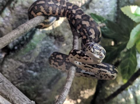 Image result for How Does Carpet Python Gave Birth