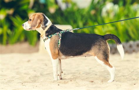 Do Beagles Shed? The Surprising Truth Every Dog Lover Should Know ...