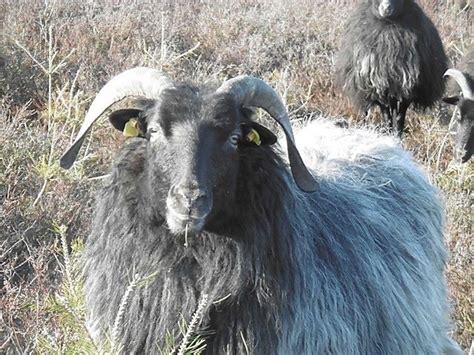 14. Heide-Diplom Ultramarathon (Lauf & Hike) am 18.08.2024 ...