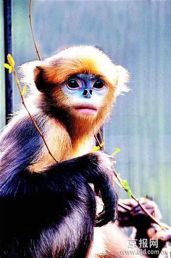 多年研究跟踪发现金丝猴仅存4个物种_科学探索_科技时代_新浪网