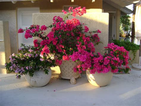 Bougainvillea In Clay Pots
