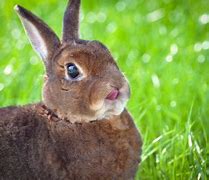 Image result for Mini Rex Rabbit Baby