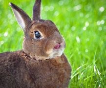 Image result for Red Rex Rabbit