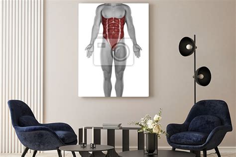 Masculino músculos do abdômen anatomia isolado pinturas para a parede ...