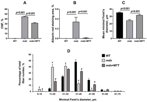 Mitochondrial Transplantation Therapy Ameliorates Muscular Dystrophy in ...