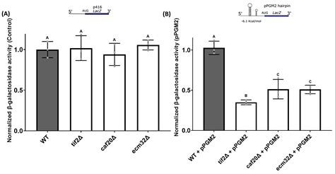 Investigating the Activities of CAF20 and ECM32 in the Regulation of ...
