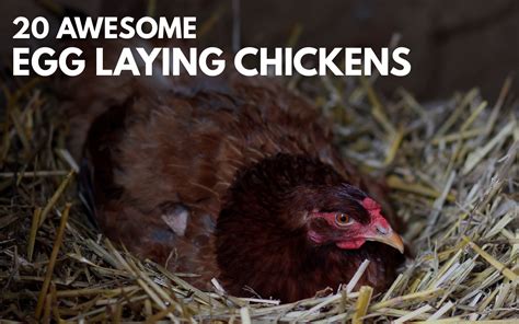 20 Best Egg Laying Chickens (Illustrated Guide) | Know Your Chickens