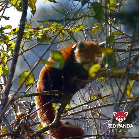 #grateful #gratitudemonday #icfcfornature #conservation # ...