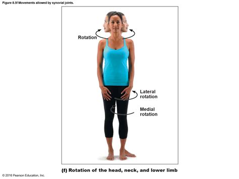 Image result for Rotation Joint Movement