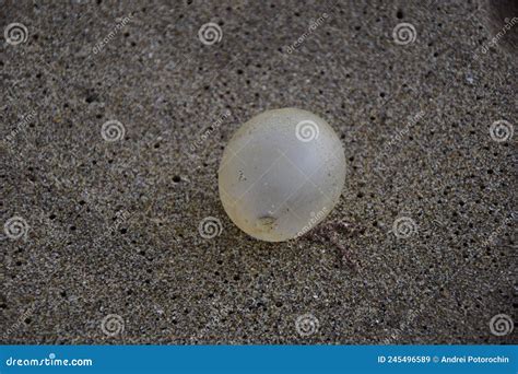 Image result for Empty Turtle Shell