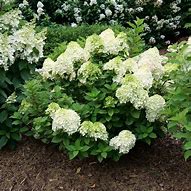 Image result for Hydrangea Paniculata little Lime Punch