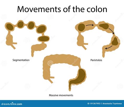 Movements of the colon stock vector. Illustration of excretion - 191367993