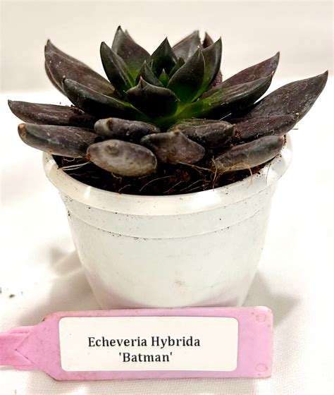 Echeveria Hybrida 'Batman' – Dream Green