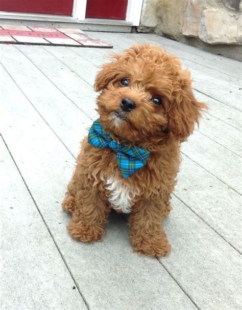 10 Week Old Cavapoo 的图像结果
