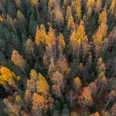 Boreal Forest Climate