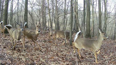 How do you get a doe tag in Pennsylvania?
