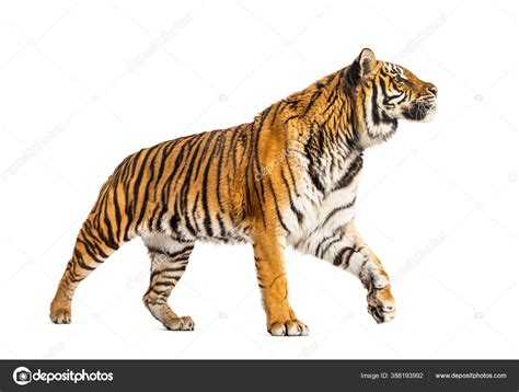 Walking Tiger Profile