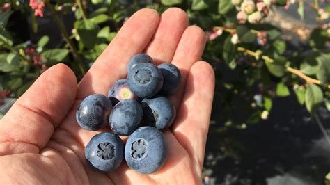 One Acre Farm near Camarillo offers U-pick organic blueberries