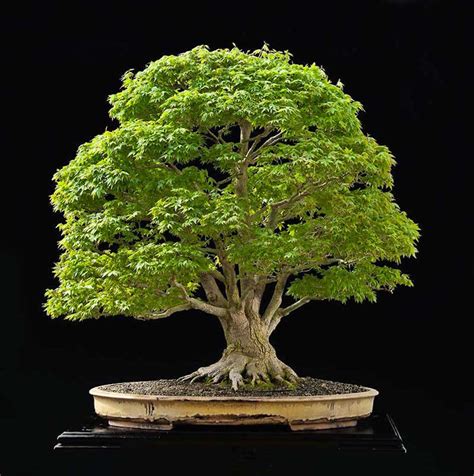 Top 15 Biggest Bonsai Trees In The World – Abana Homes