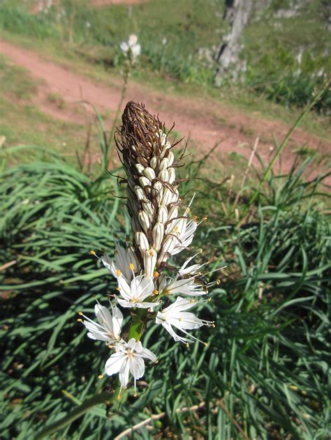 The Asphodel in Greek Mythology — Mira Karakitsou