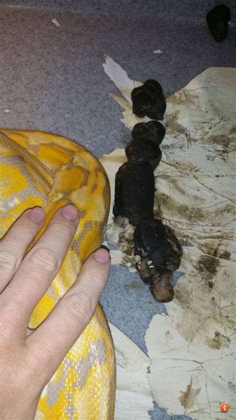 Python Poop 的图像结果