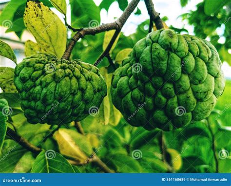 Ripe Red Custard Apple Fruit Or Annona Reticulata Bullocks Heart. A ...
