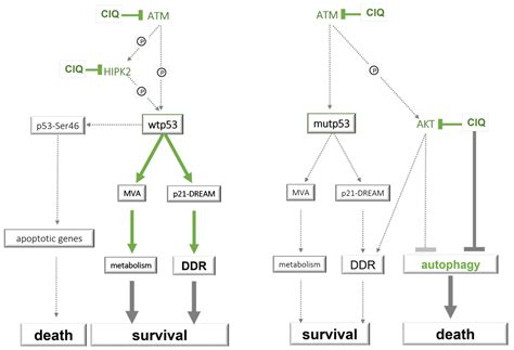 Concurrent Activation of Both Survival-Promoting and Death-Inducing ...